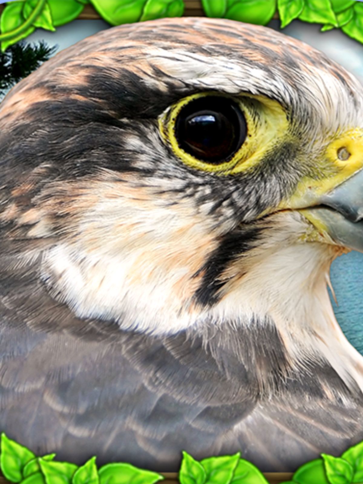 Experience the wild from a falcon's perspective.